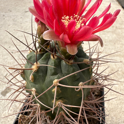 Gymnocalycium monvillei var. coloratus