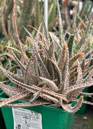 Aloe 'Croco mix'