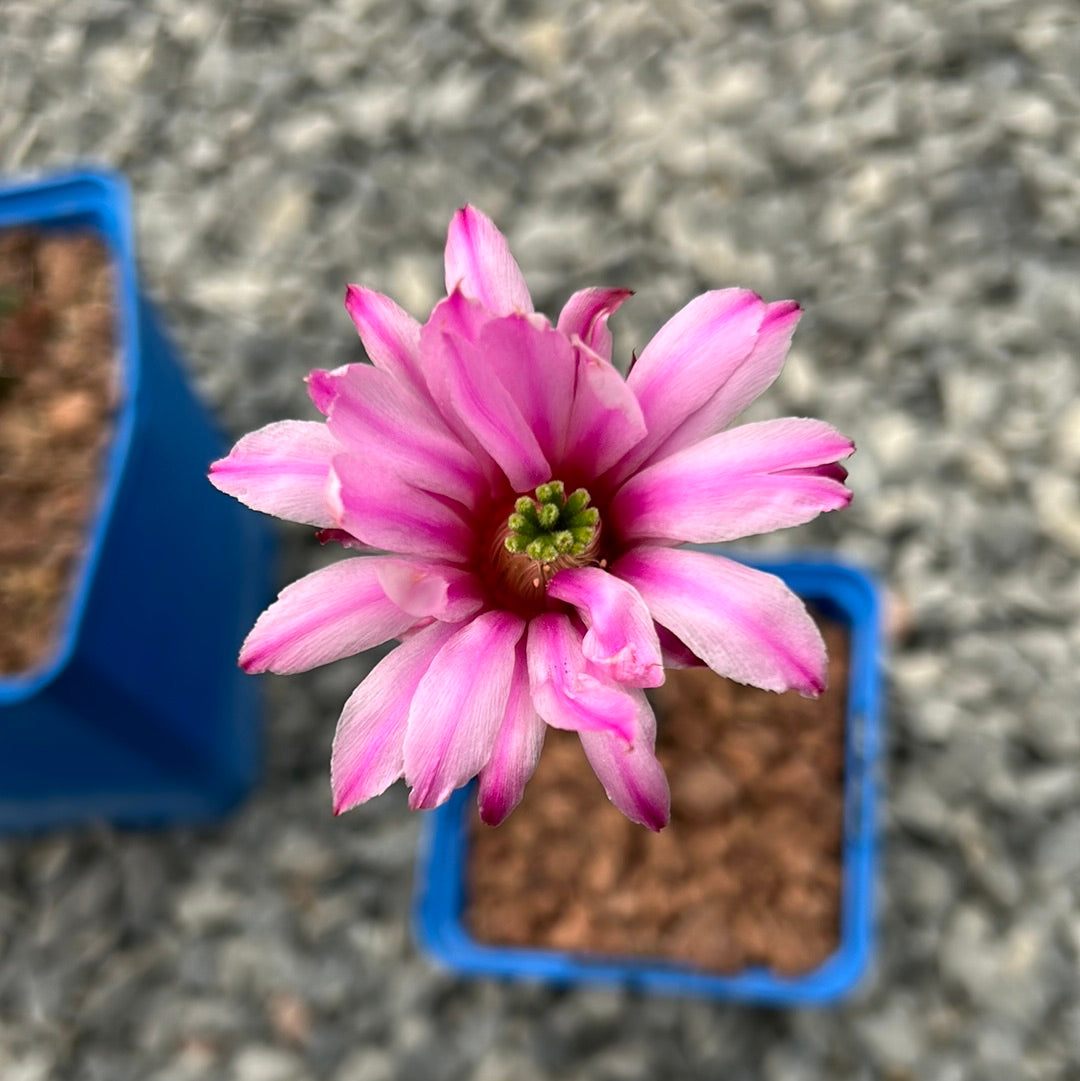 pencil cactus pink Echinocereus poselgeri – DesertSTORE.es