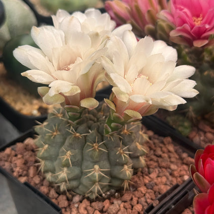 Gymnocalycium baldianum