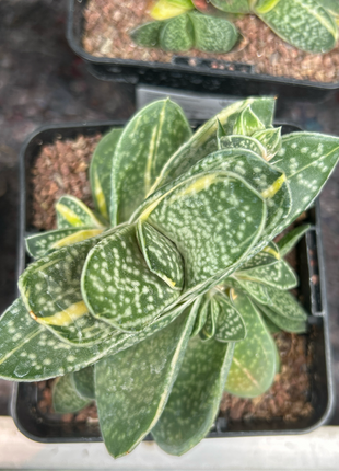 Gasteria baylissiana f. variegate