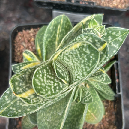 Gasteria baylissiana f. variegate
