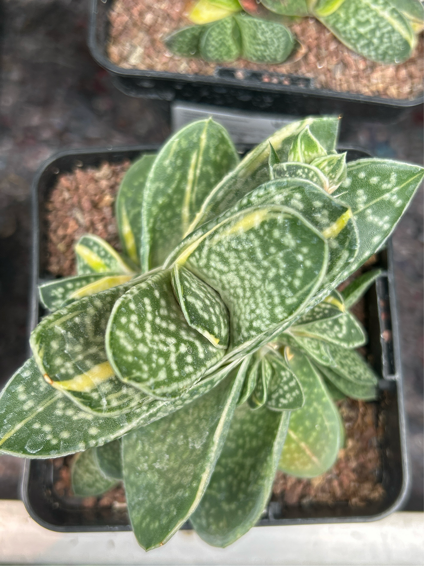 Gasteria baylissiana f. variieren