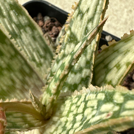 Aloe 'Brown Beauty’  KZ -2013
