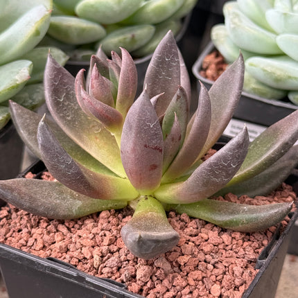 Echeveria ‘Black Night’