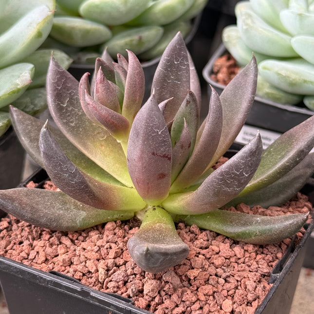 Echeveria ‘Black Night’