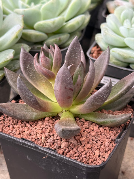 Echeveria ‘Black Night’