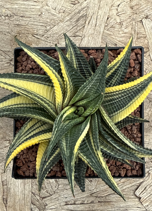 Haworthiopsis limifolia f. variegated