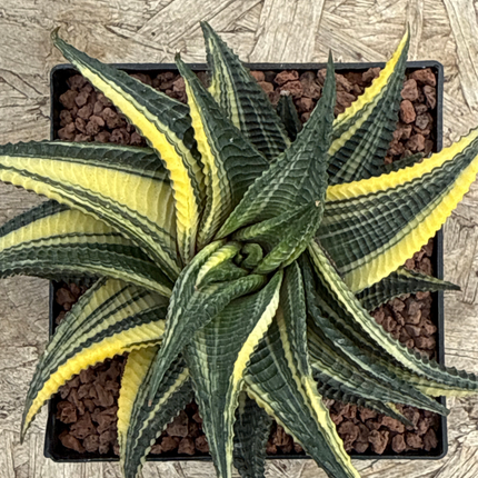 Haworthiopsis limifolia f. variegated