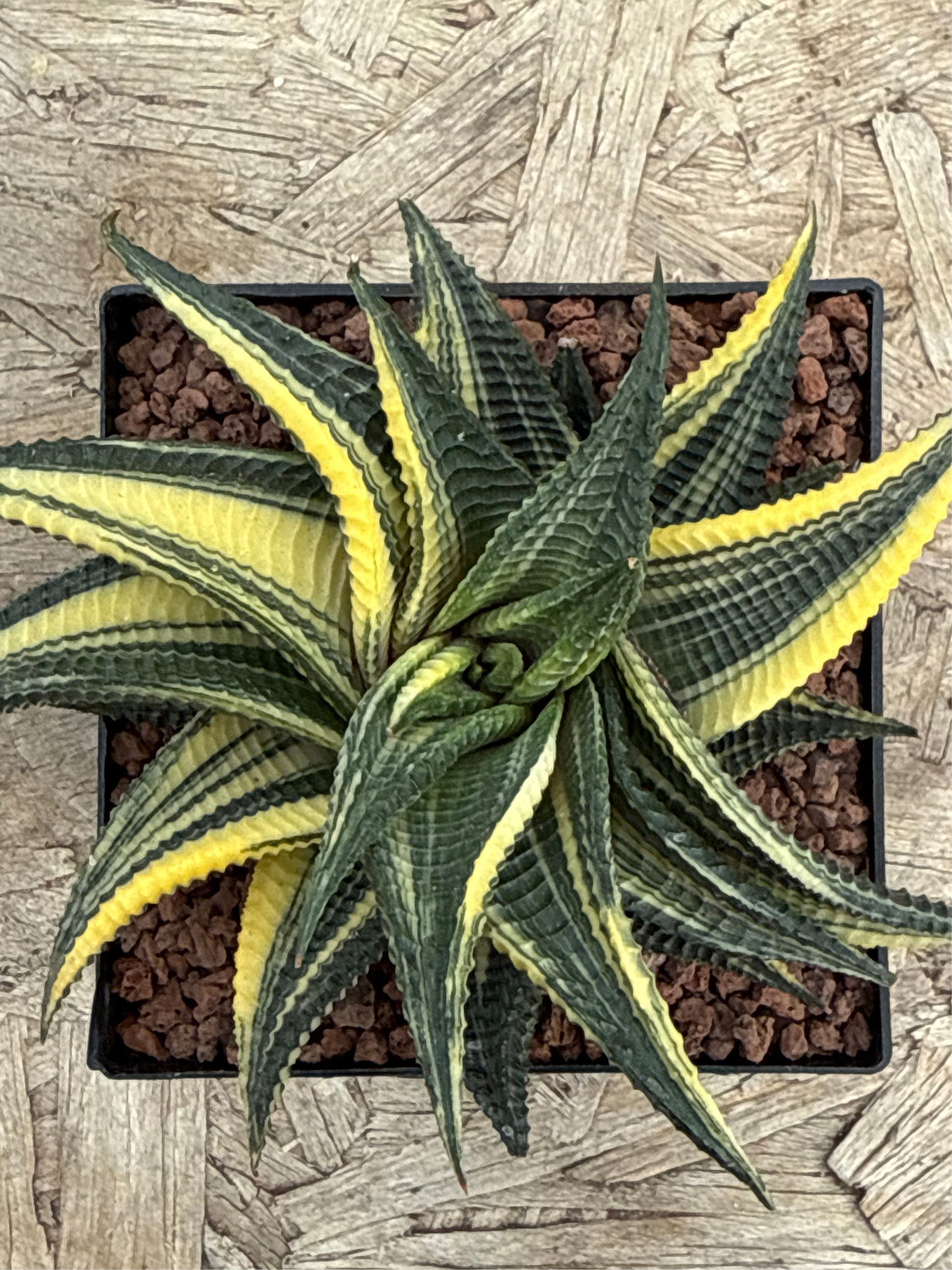 Haworthiopsis limifolia f. variegated