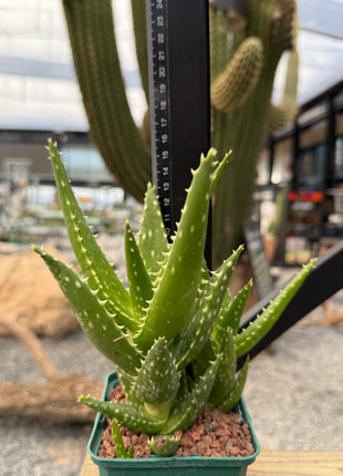 Aloe congolensis