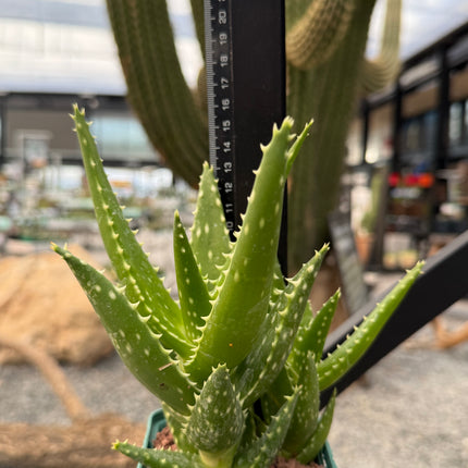 Aloe congolensis