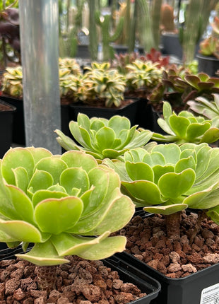 Aeonium urbicum