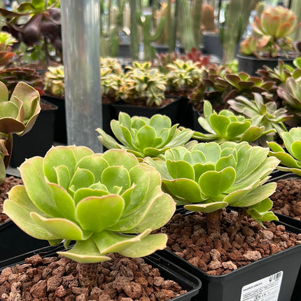 Aeonium urbicum
