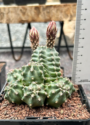 Echinocereus triglochidiatus f. inermis