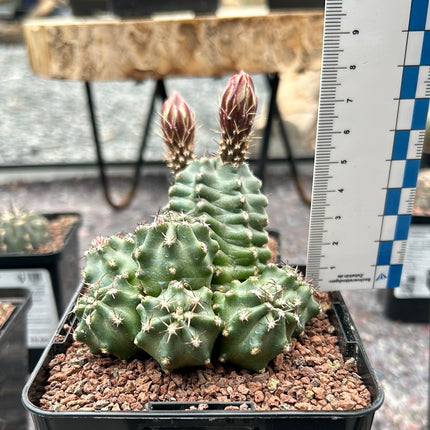 Echinocereus triglochidiatus f. inermis