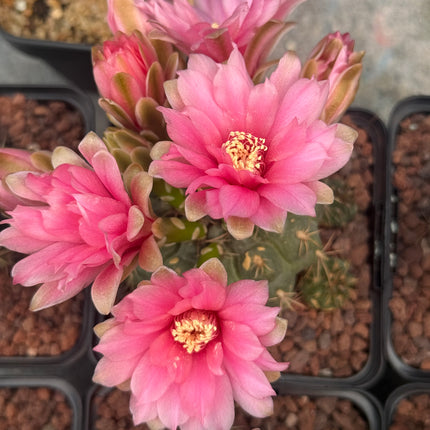 Gymnocalycium baldianum