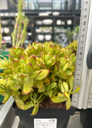 Crassula platyphylla