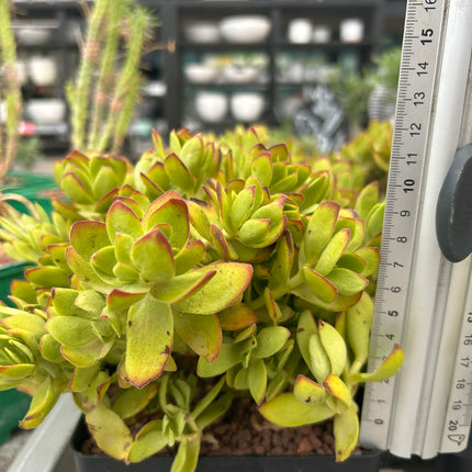Crassula platyphylla