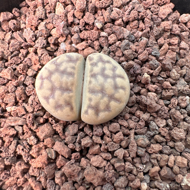 Lithops karasmontana subsp. bella C143A