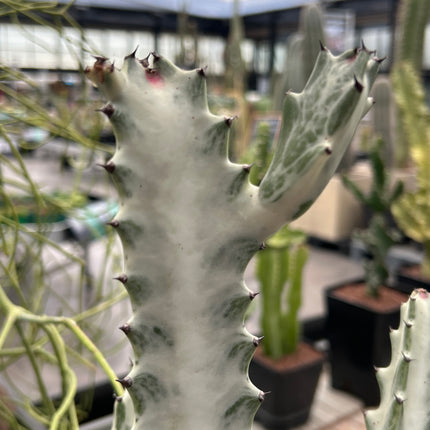 Euphorbia lactea var. Alba