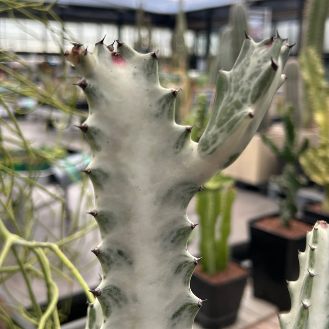 Euphorbia lactea var. Alba