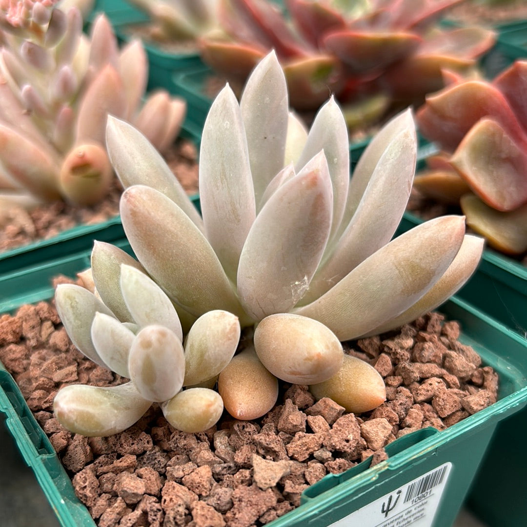 Pachyphytum wendermanii