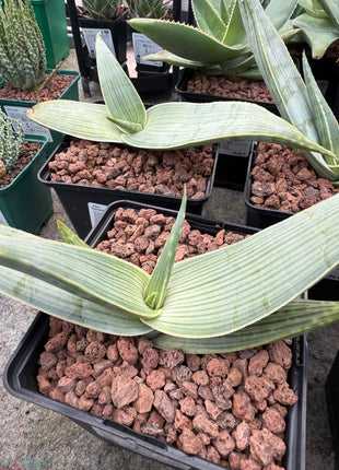 Aloe karasbergensis
