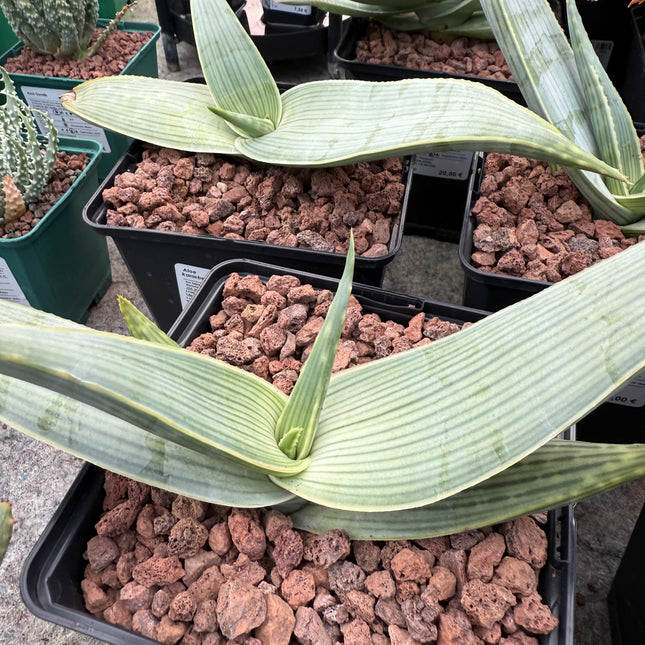 Aloe karasbergensis