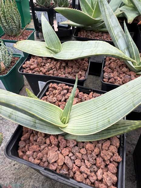 Aloe Karasbergensis