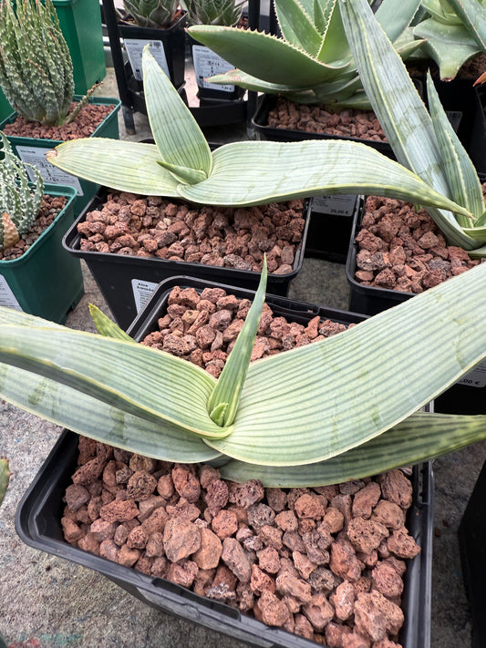 Aloe karasbergensis