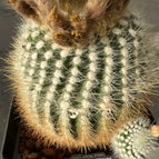 L