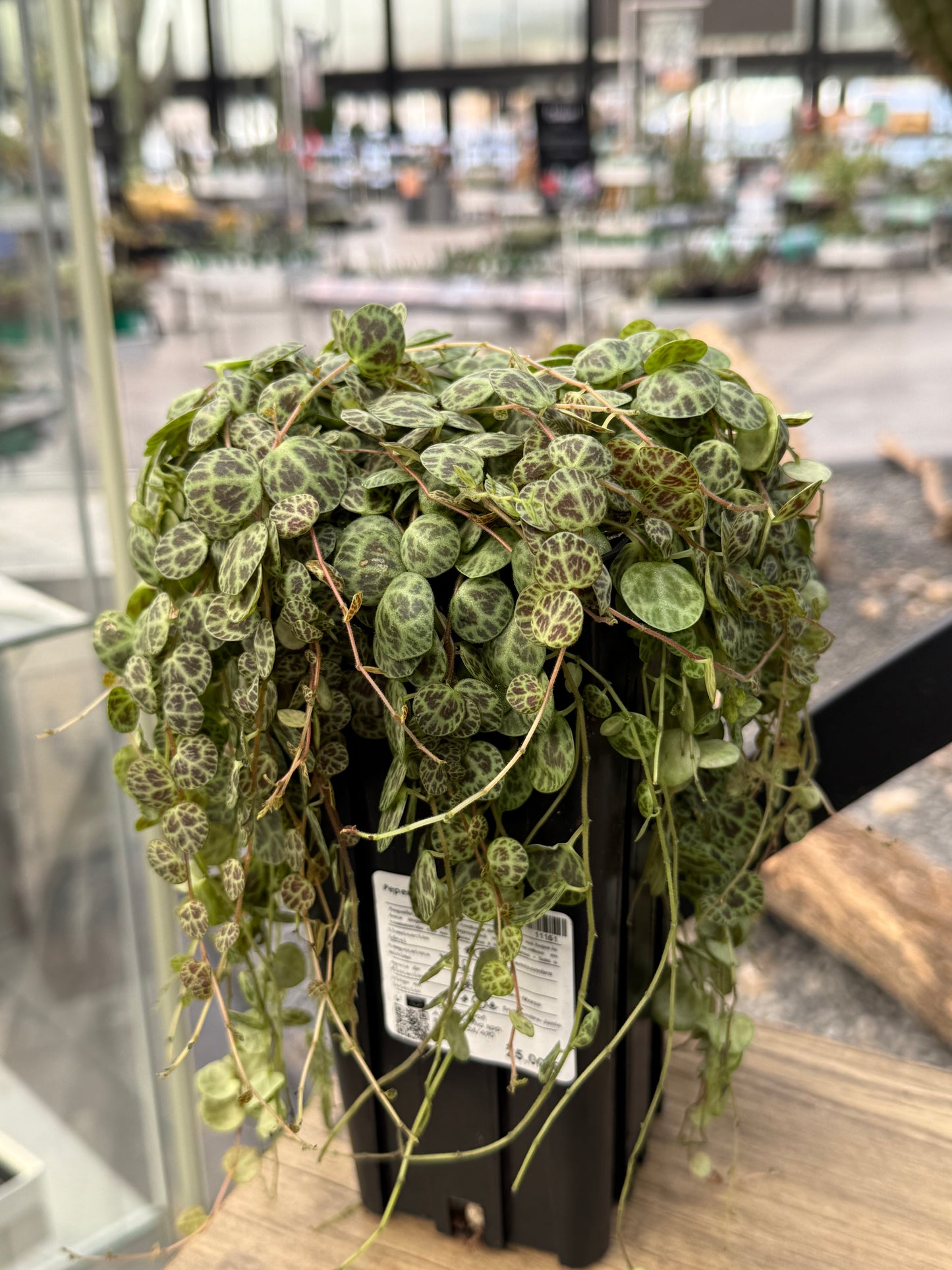 Peperomia prostrata