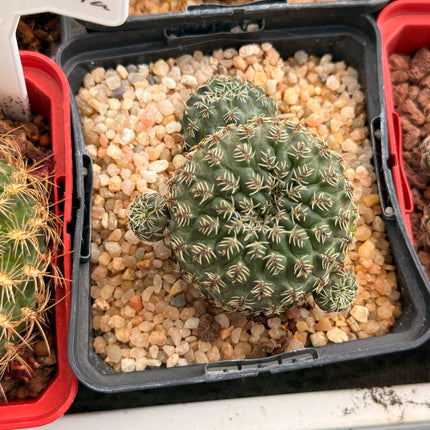 Weingartia pasopayana