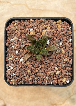 Ariocarpus bravoanus v. hintonii CITES P-IT-1004