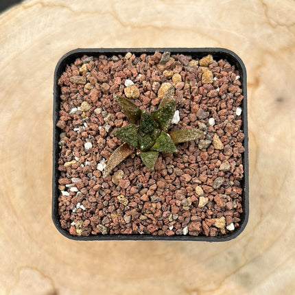 Ariocarpus bravoanus v. hintonii CITES P-IT-1004