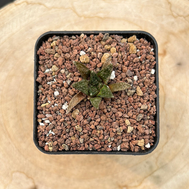 Ariocarpus bravoanus v. hintonii CITES P-IT-1004