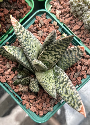 Gasteria carinata cv. Snow Storm
