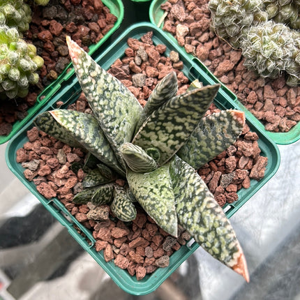 Gasteria carinata cv. Schneesturm