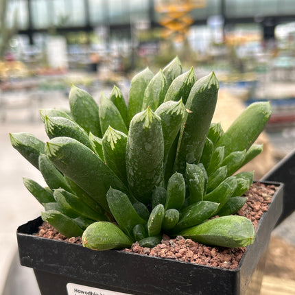 Haworthia „Harry Johnson“