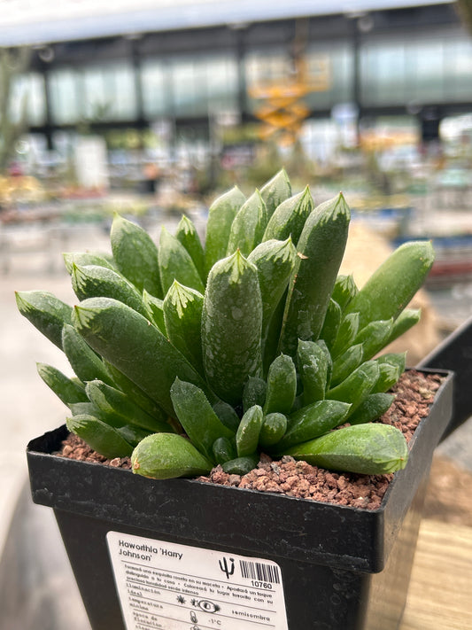 Haworthia 'Harry Johnson'