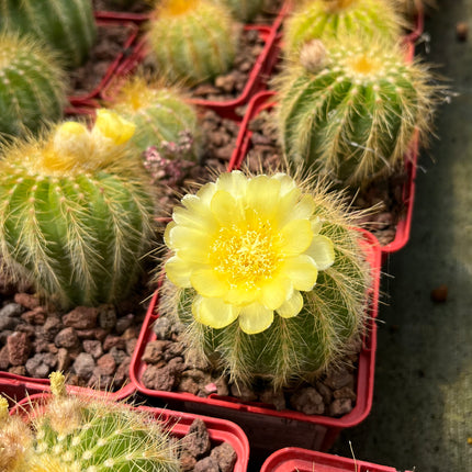 Eriocephala (Parodie) magnifica