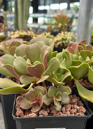 Aeonium glutinosum