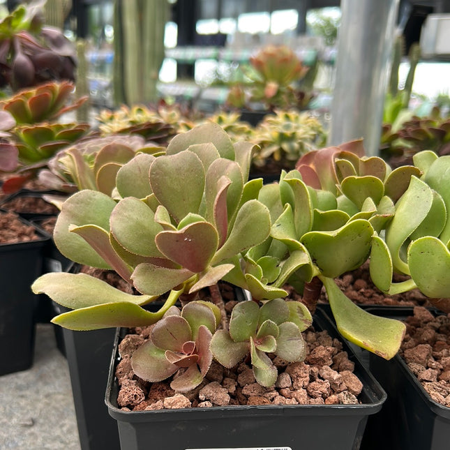 Aeonium glutinosum