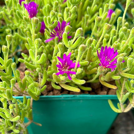 Drosanthemum floribundum