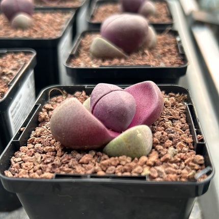 Pleiospilos nelii "Royal Flush"