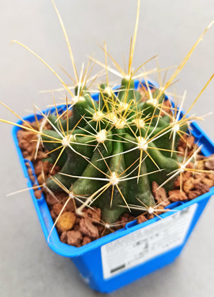 Hamatocactus hamatacanthus
