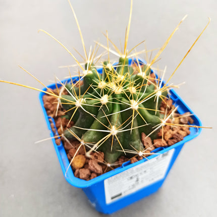 Hamatocactus hamatacanthus