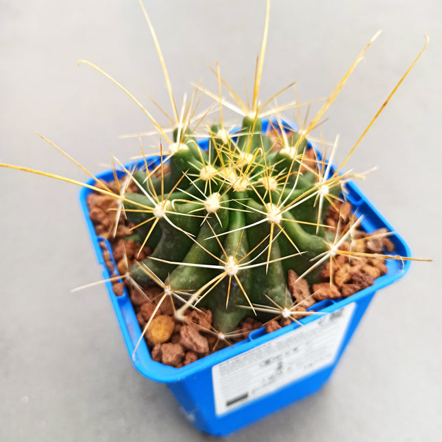 Hamatocactus hamatacanthus | Haken-Igelkaktus