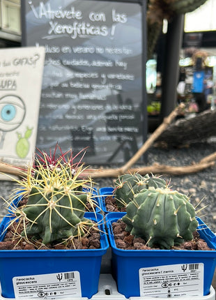 Desert PACK Ferocactus
